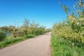 The famous Appeldijk next to the rive Linge in the Betuwe region with blossoming apple trees on both sides of the Royalty Free Stock Photo