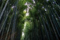 Famous Arashiyama Bamboo Grove, Japan Royalty Free Stock Photo