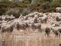 Famous australian sheep. Royalty Free Stock Photo