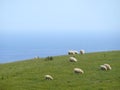 Famous australian sheep. Royalty Free Stock Photo