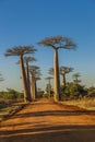 The famous Avenue of the Baobabs in Madagascar Royalty Free Stock Photo