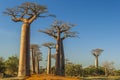 The famous Avenue of the Baobabs in Madagascar Royalty Free Stock Photo