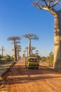 The famous Avenue of the Baobabs in Madagascar Royalty Free Stock Photo