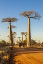 The famous Avenue of the Baobabs in Madagascar Royalty Free Stock Photo