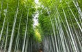 Famous Bamboo forest in Kyoto city Japan Royalty Free Stock Photo