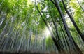 Famous bamboo forest in Kyoto city, Japan