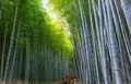 Famous bamboo forest in Kyoto city, Japan Royalty Free Stock Photo