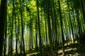 The famous bamboo forest in Kyoto Japan Royalty Free Stock Photo