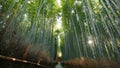 Famous Bamboo forest near Arashiyama, Kyoto city, Japan Royalty Free Stock Photo