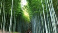 Famous Bamboo forest near Arashiyama, Kyoto city, Japan Royalty Free Stock Photo