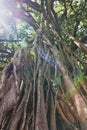 Famous banyan tree in park Royalty Free Stock Photo