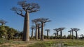 The famous baobab alley in the afternoon.