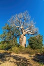 Famous Baobabs Amoureux in Madagascar