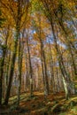 Famous beech forest in Spain, near the village Olot, near the volcanoes ambient La Fageda