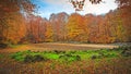 Famous beech forest in Spain, near the village Olot, near the volcanoes ambient La Fageda