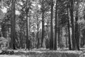 Famous big sequoia trees are standing in Sequoia National Park, Giant village area , big famous Sequoia trees, mammut trees Royalty Free Stock Photo