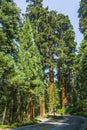 Famous big sequoia trees Royalty Free Stock Photo