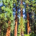 Famous big sequoia trees Royalty Free Stock Photo