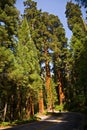 The famous big sequoia trees are Royalty Free Stock Photo