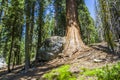 Famous big sequoia trees Royalty Free Stock Photo