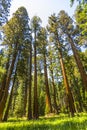 Famous big sequoia trees Royalty Free Stock Photo