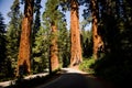 The famous big sequoia trees are Royalty Free Stock Photo