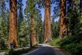 Famous big sequoia trees Royalty Free Stock Photo