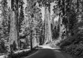 The famous big sequoia trees are standing in Sequoia National Park Royalty Free Stock Photo