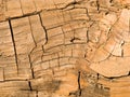 The famous big sequoia trees standing in Sequoia National Park Royalty Free Stock Photo