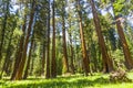 The famous big sequoia trees are standing in Sequoia National Park, Giant village area Royalty Free Stock Photo