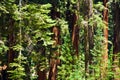 Famous big sequoia trees are standing in Sequoia National Park Royalty Free Stock Photo