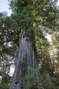 Famous Big Tree Giant Redwood in Northern California