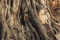 Famous Buddha Head with Banyan Tree Root at Buddhist temple Wat