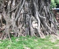 The famous BuddhaÃ¢â¬â¢s image or head stuck inside the Bodhi trees in Wat Mahathat, Ayutthaya, Thailand