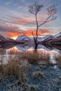 Famous Buttermere Lone Tree With Beautiful Sunrise.