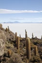 The famous Cactus Island in the Uyuni salt flats