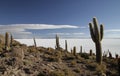 The famous Cactus Island in the Uyuni salt flats