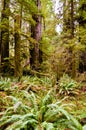 Famous California Redwood forests