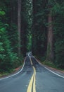 Famous California Redwood Highway Royalty Free Stock Photo