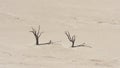 Famous camelthorn trees of Deadvlei, Namib Desert Royalty Free Stock Photo