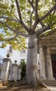 The famous Ceiba Tree on Plaza de Armas in old Havana, people bypass to circle the tree in hopes of execution their wishes