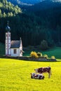 The famous church of Santa Magdalena in green Alpine meadows, Dolomites. On the green grass hillside grazing cow. The concept of Royalty Free Stock Photo