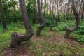 Famous Crooked Forest Royalty Free Stock Photo