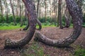 Famous Crooked Forest Royalty Free Stock Photo