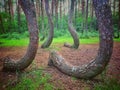 Famous Crooked Forest Royalty Free Stock Photo