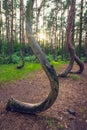 Famous Crooked Forest Royalty Free Stock Photo