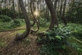 Famous Crooked Forest Royalty Free Stock Photo