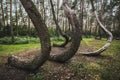 Famous Crooked Forest Royalty Free Stock Photo