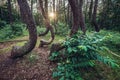 Famous Crooked Forest in Poland