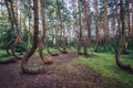 Famous Crooked Forest in Poland Royalty Free Stock Photo